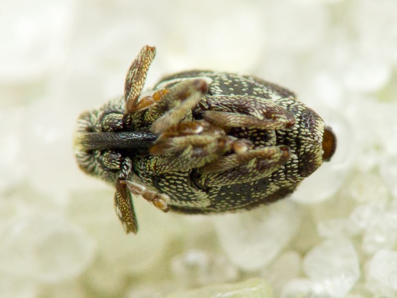 Coeliastes lamii (Fabricius, 1792)